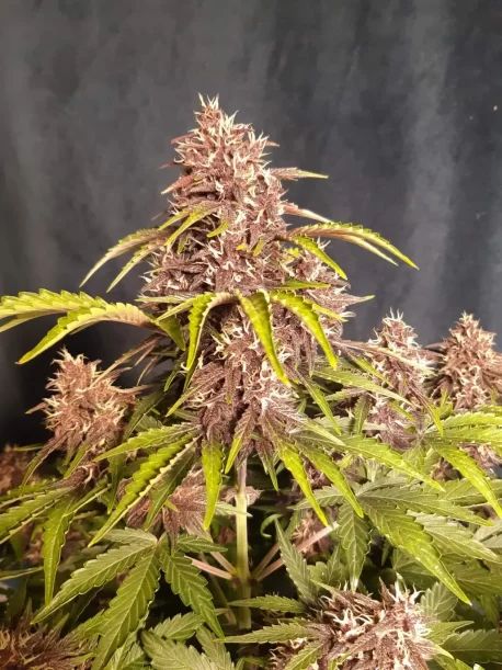 Trophy Genetics - Kush CBD 30:1 Auto