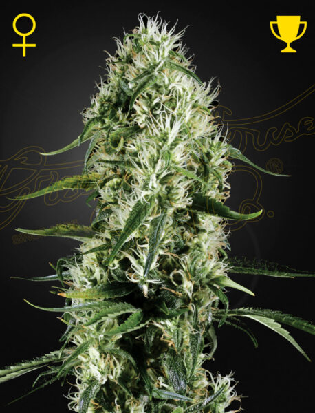 Green House Seeds - Super Silver Haze (10-Pack)