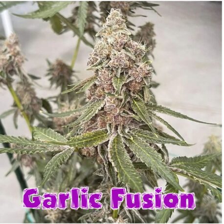 In House Genetics - Garlic Fusion