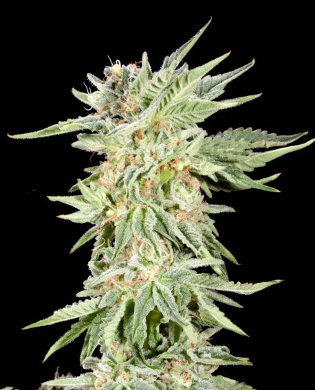 Elev8 Seeds - Gelato Sundae Feminised