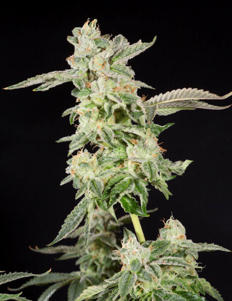 Elev8 Seeds - Giscotti Feminised