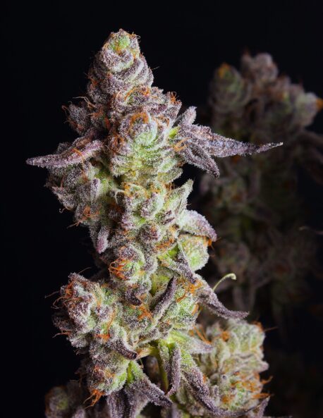 Elev8 Seeds - Punch Cake Feminised