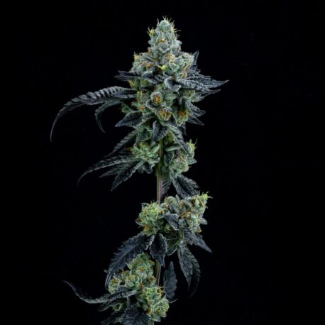 Elev8 Seeds - Thin Mint Girl Scout Cookies Feminised