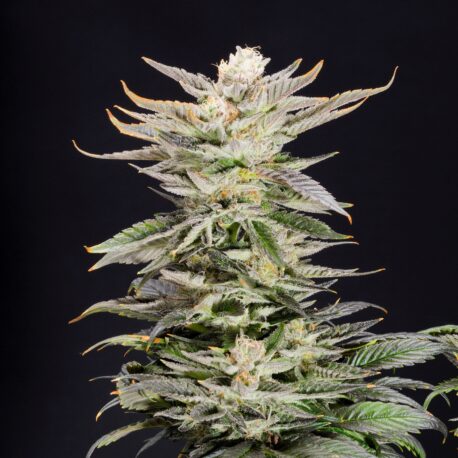 Elev8 Seeds - XTC OG Feminised