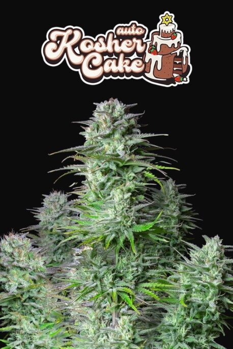 Fastbuds Seeds - Kosher Cake Auto