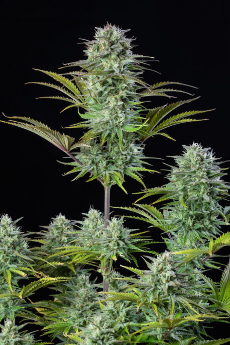 Fastbuds Seeds - Kosher Cake Auto - Image 3