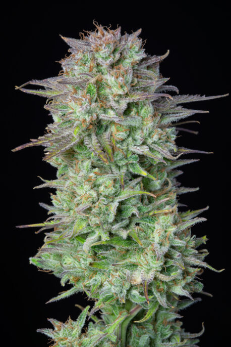 Fastbuds Seeds - Kosher Cake Auto - Image 8