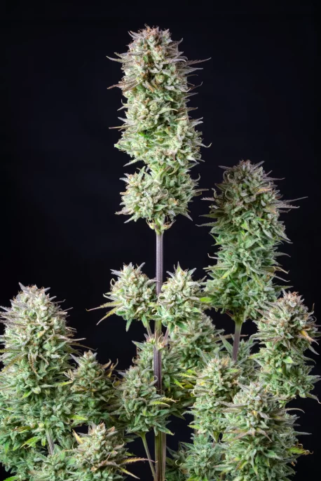 Fastbuds Seeds - Kosher Cake Auto - Image 10