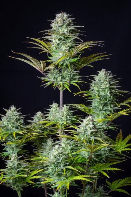 Fastbuds Seeds - Kosher Cake Auto - Image 2