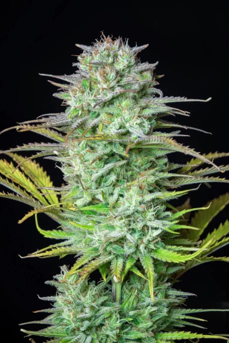 Fastbuds Seeds - Kosher Cake Auto - Image 4