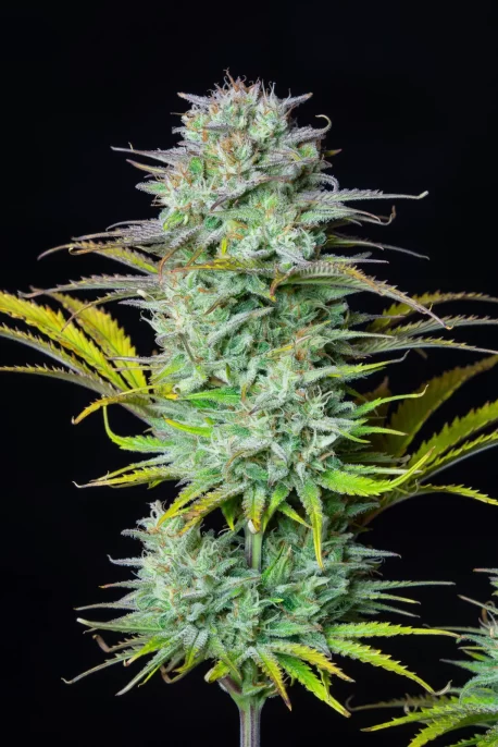 Fastbuds Seeds - Kosher Cake Auto - Image 5