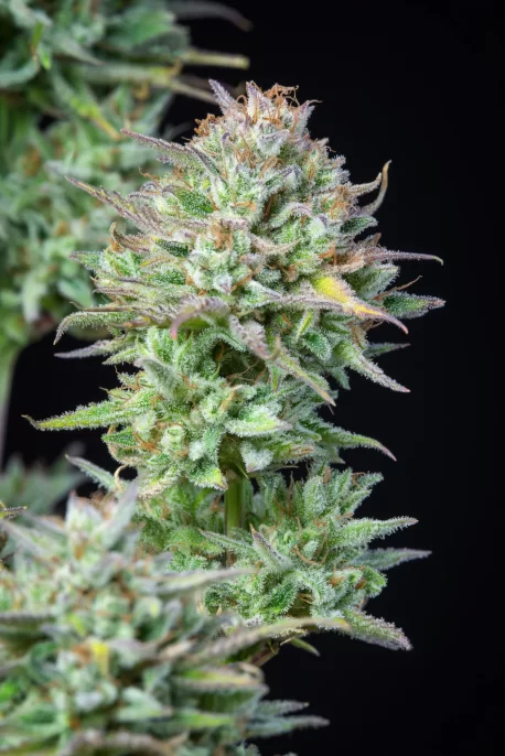 Fastbuds Seeds - Kosher Cake Auto - Image 6