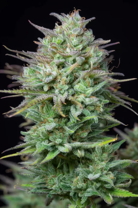 Fastbuds Seeds - Kosher Cake Auto - Image 7