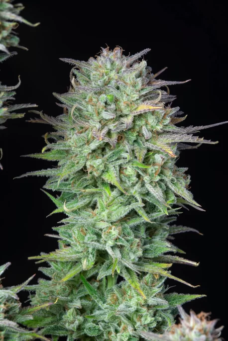 Fastbuds Seeds - Kosher Cake Auto - Image 9