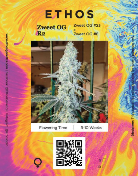 Ethos Genetics - Zweet OG R2 - Image 2