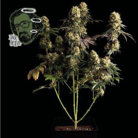 Seedsman - Jack Herer - Image 3