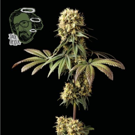 Seedsman - Jack Herer