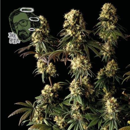 Seedsman - Jack Herer - Image 2