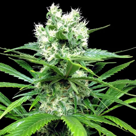 Ripper Seeds - Ripper Haze - Image 3