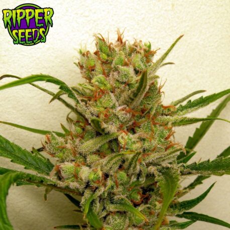 Ripper Seeds - Ripper Haze - Image 4