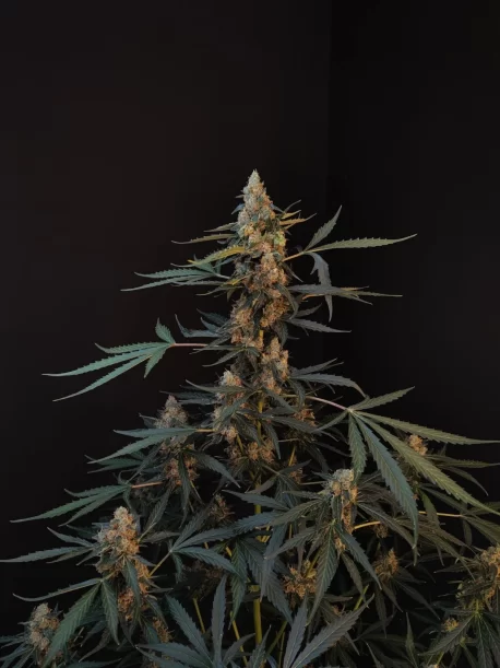 Fastbuds Seeds - Original Auto Northern Lights (100-Seeds) Bulk Pack - Image 2