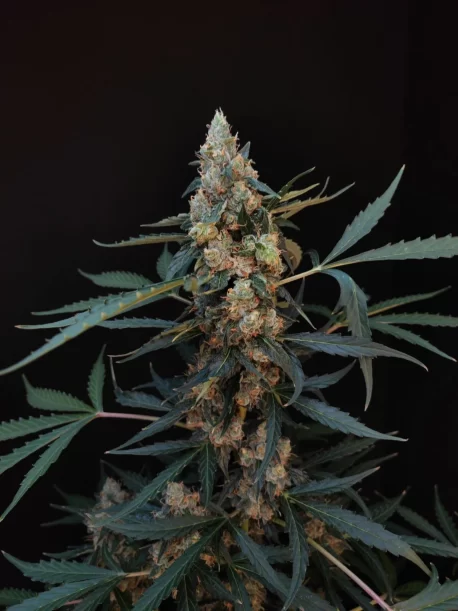 Fastbuds Seeds - Original Auto Northern Lights (100-Seeds) Bulk Pack - Image 3