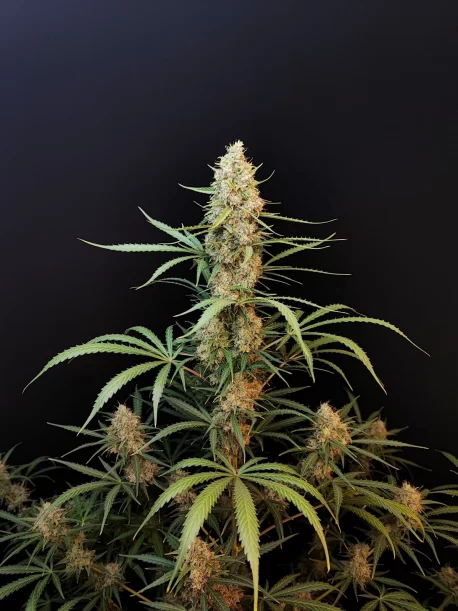 Fastbuds Seeds - Original Auto Jack Herer (100-Seeds) Bulk Pack