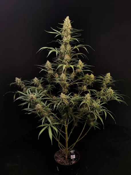 Fastbuds Seeds - Original Auto Jack Herer (100-Seeds) Bulk Pack - Image 2