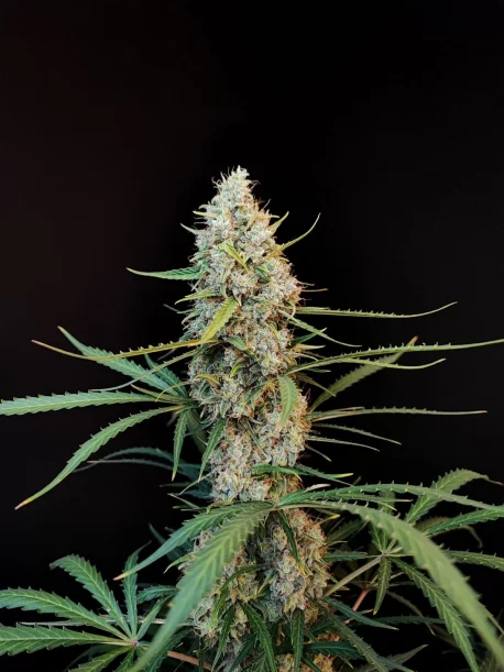 Fastbuds Seeds - Original Auto Jack Herer (100-Seeds) Bulk Pack - Image 3