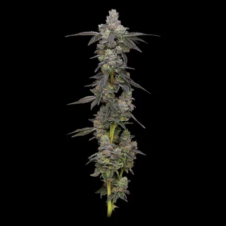 Compound Genetics - Apples & Banana’s S1 (Cookies Colab) - Image 2