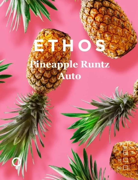 Ethos Genetics - Pineapple Runtz Auto - Image 2