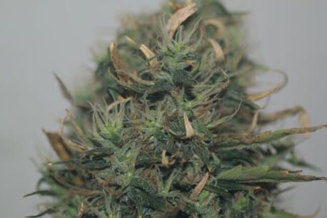 Trophy Genetics - CBD 26:1